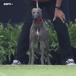 Greyhound running speed