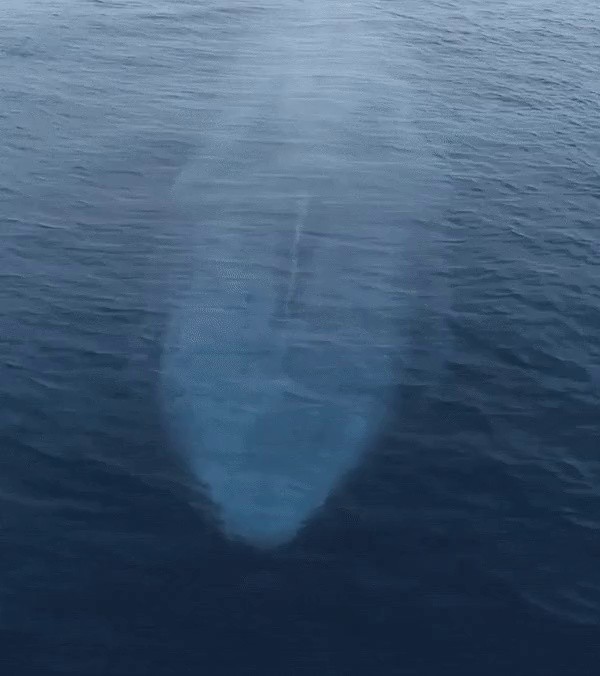 the size of a giant white whale