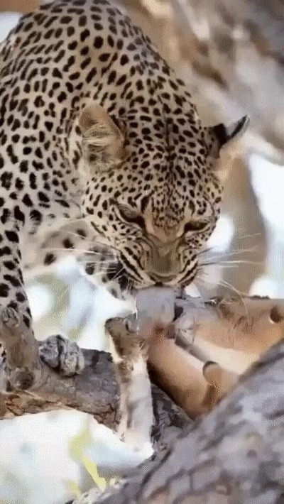 Hate. Leopard Gif that you eat without any stomachs