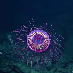 (SOUND)Jellyfish Found 1225m Deep Sea
