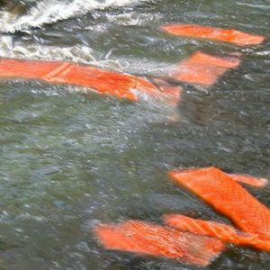 Salmon that climbs up the river created by AI lol