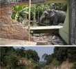 Elephants Demolishing Illegal Buildings