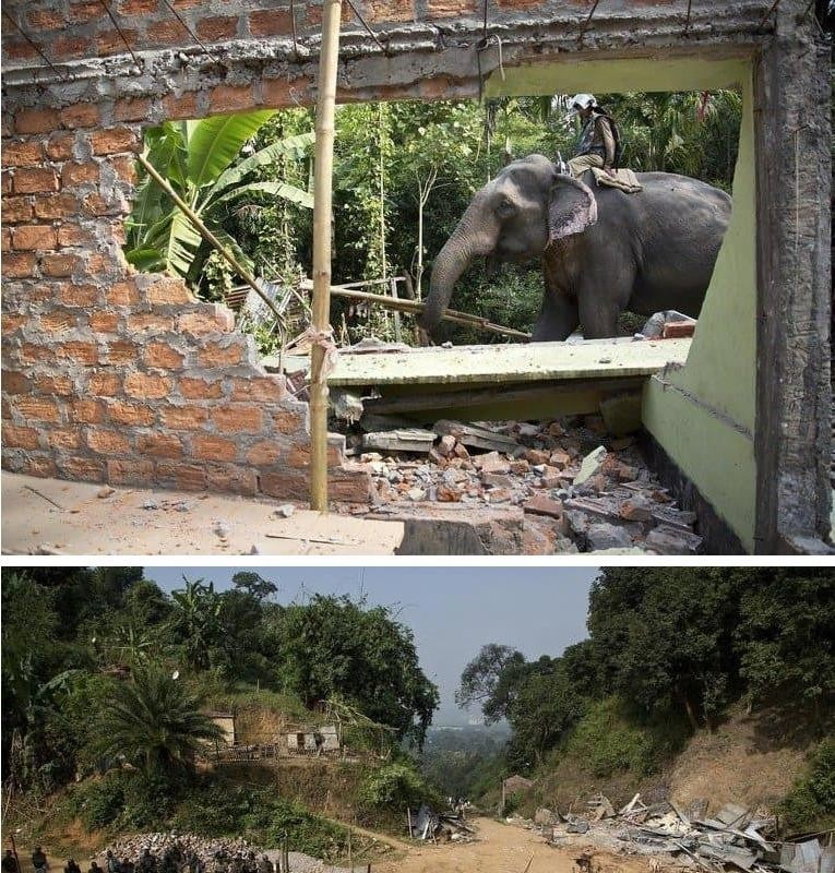 Elephants Demolishing Illegal Buildings