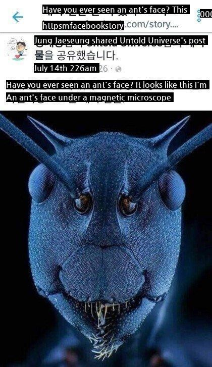 an ant's face under an electron microscope