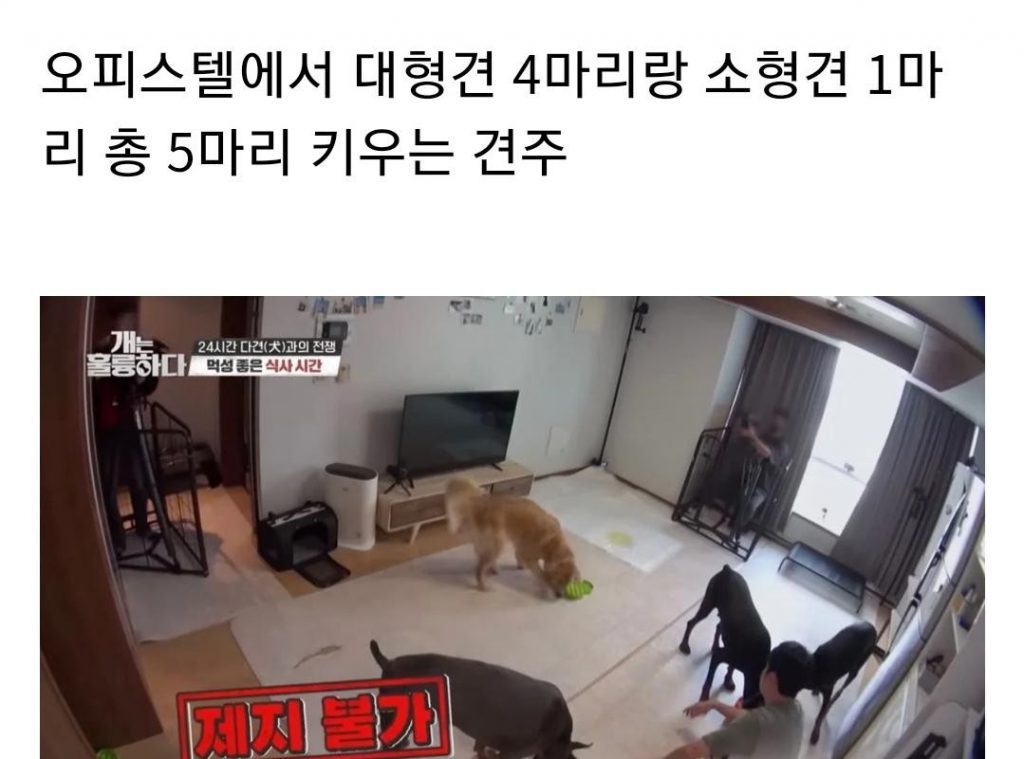 Kang Hyung-wook's solution to the owner of a four-dog studio