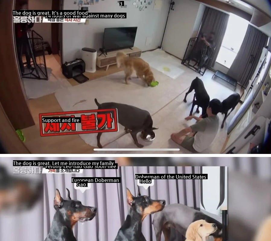 Controversy over the solution of four large studio dogs.jpg