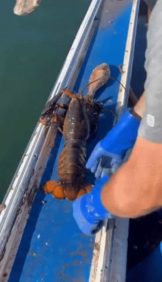 If a female lobster of spawning season is caught, GIF