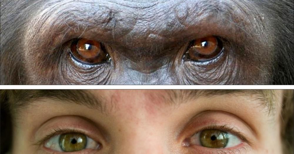 The Capuchin monkey's eyes are unique