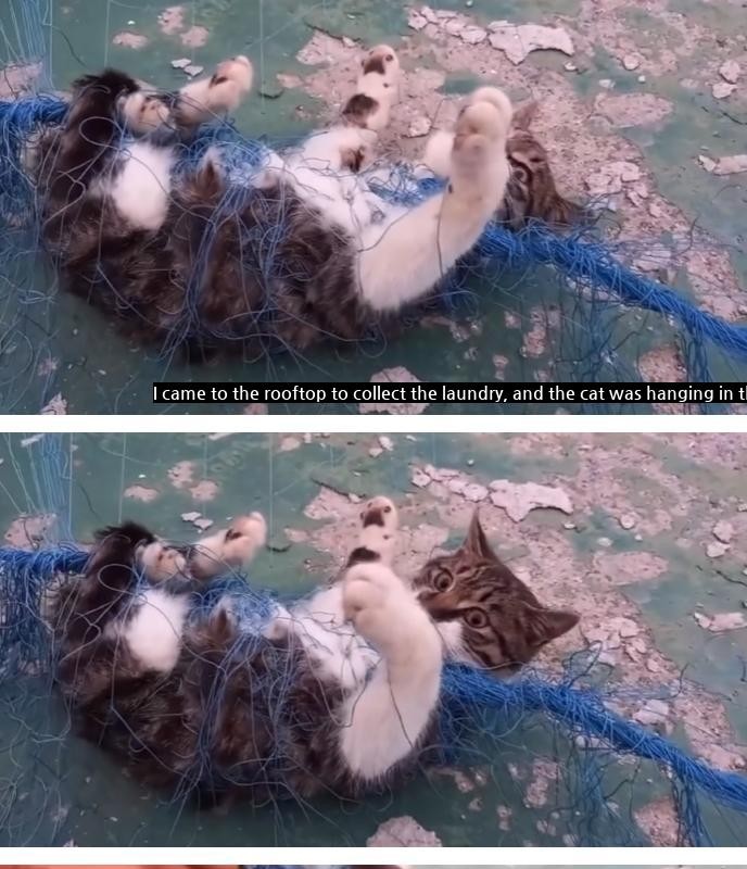 I rescued the cat caught in the net, and the reaction was gif