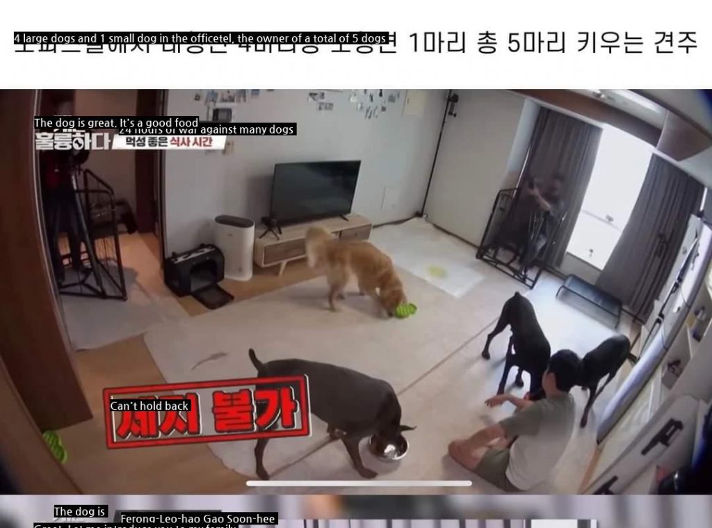 Kang Hyungwook's solution to the owner of a four-dog studio