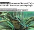 American toad popular with American druggies
