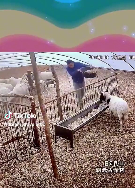 (SOUND)Extreme Job Feeding