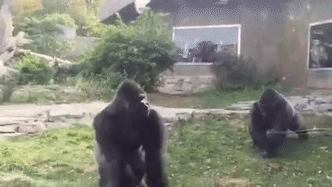 Gorilla fighting at zoo gif