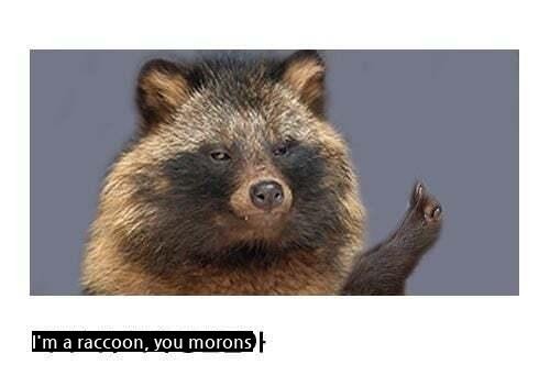 A picture of a raccoon's appearance