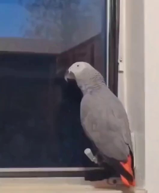 (SOUND)Parrot MP4 learned something weird