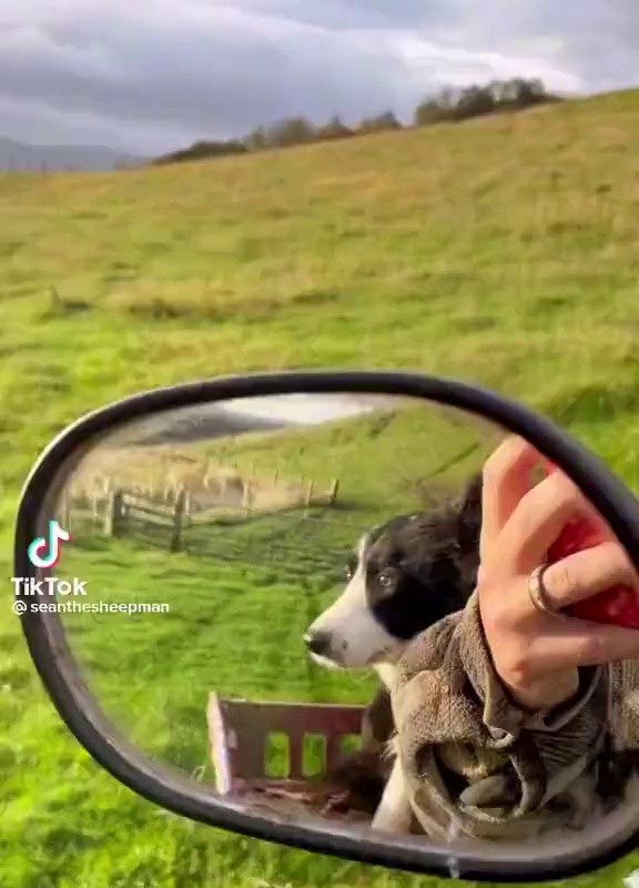 (SOUND)the environment in which border collies should grow