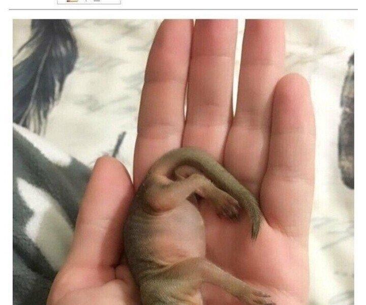 What happened when I saved the baby squirrel