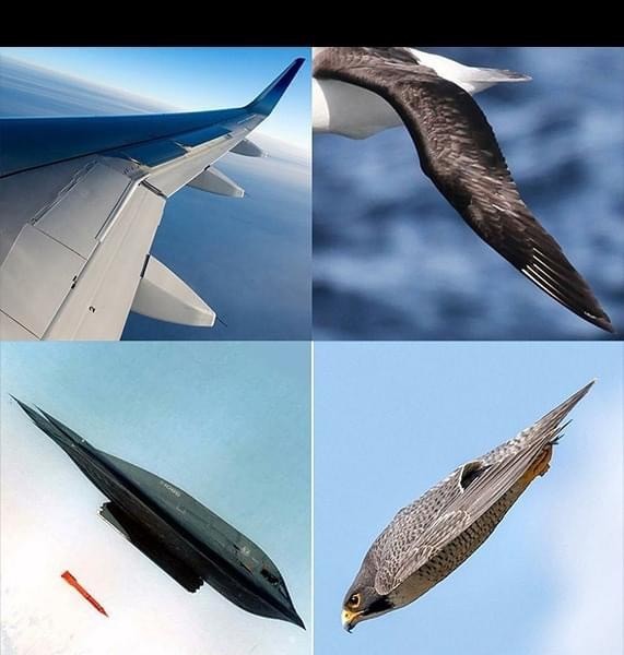 Aerodynamics seen in birds.jpg