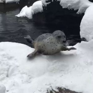 (SOUND)The recent state of the American Zoo with heavy snow