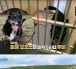 Boeun of a puppy rescued just before euthanasia