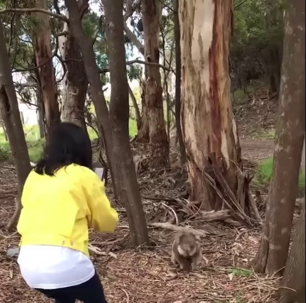 (SOUND)The reason why you shouldn't approach koalas recklessly