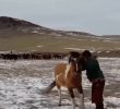 How the Mongols Tamed Their Horses Easily Tame Horses