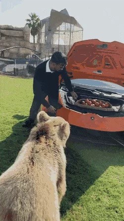 Lamborghini's pet bear who ripped off the car door gif