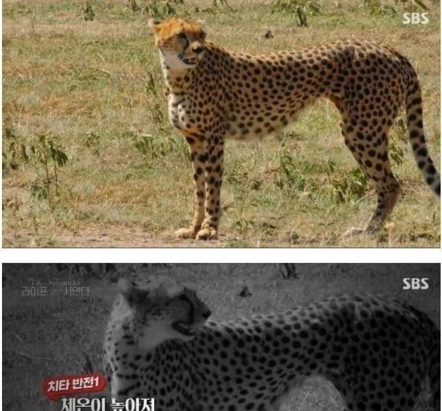 Cheetah is a jpg for African locals.