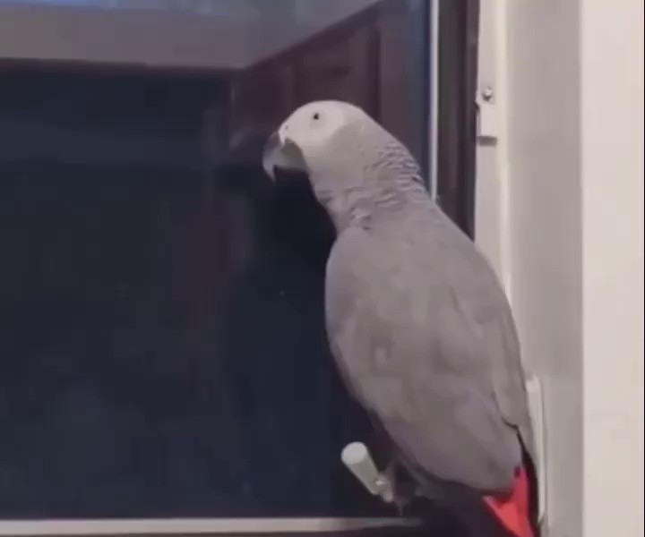 (SOUND)The parrot I left in my bedroom.