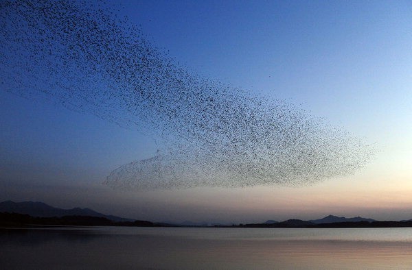 Breaking news: A number of migratory birds have been spotted over London, England.