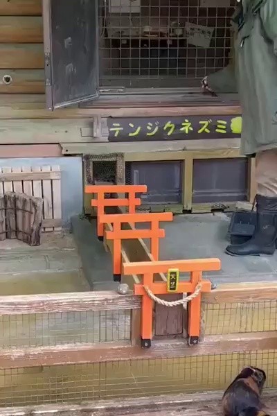 (SOUND)On my way home from Guinea Pig in Japan.