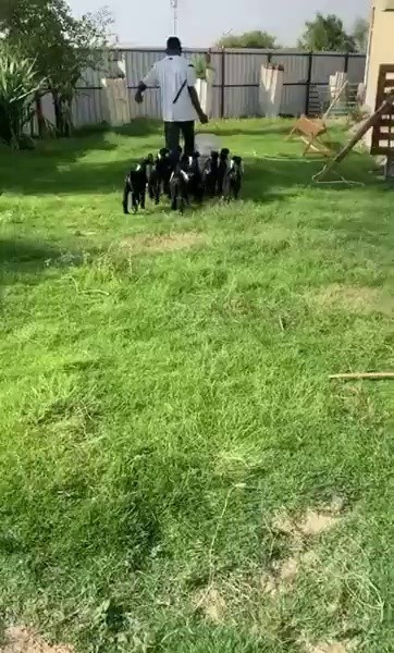 How to feed multiple baby goats at the same time