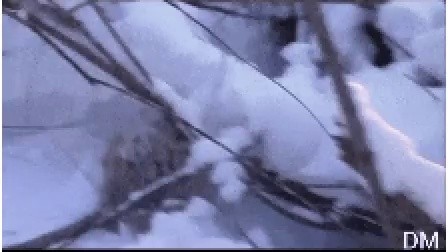 Rescue a tiger trapped in the snow gif