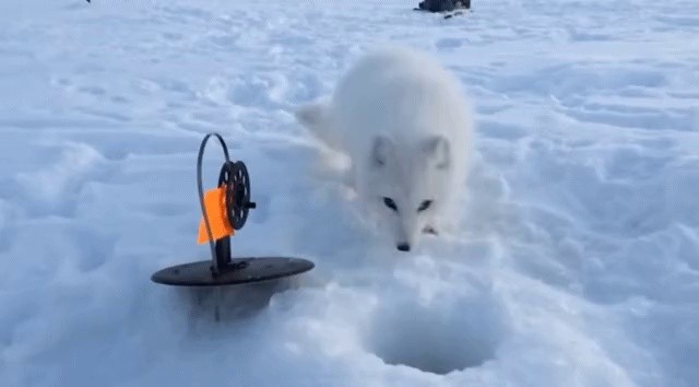 Arctic foxes sabotaging