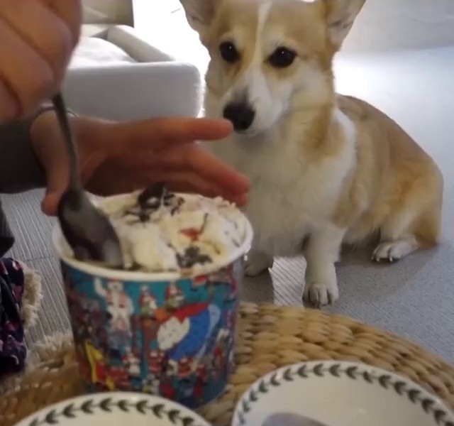 (SOUND)Welsh Corgi with strong self-assertion.