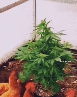 chicken gif from marijuana