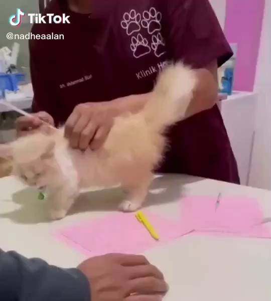 (SOUND)A baby cat that cries sadly after getting a shot.
