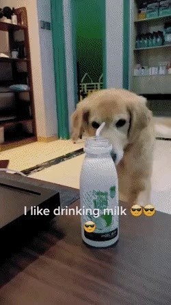 A puppy who learned how to use a straw.