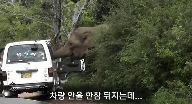 What happens when you feed an elephant in a car.
