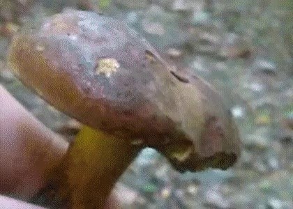 The reason why you shouldn't eat any mushrooms in the mountains gif