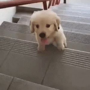 Baby golden retriever going up the stairs gif