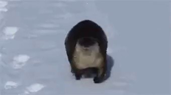 an otter with a good eye gif