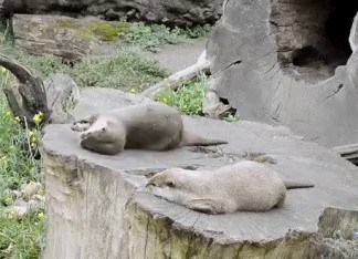 a big otter playing with stones