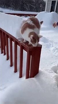 A cat that saw a meter of snow gif