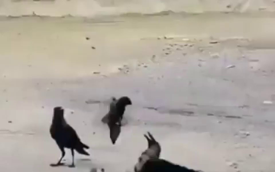 (SOUND)Mother bird trying to save her child gif