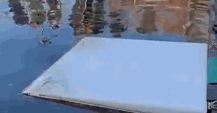 weighing dolphin gif