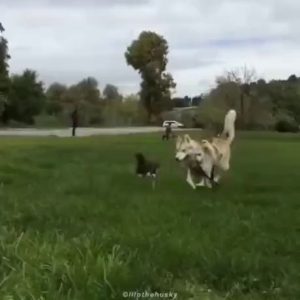 Husky and the cat that grew up.