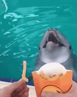 hhh healthy dolphin gif