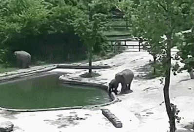 Baby Elephant Falling Into the Swimming Pool