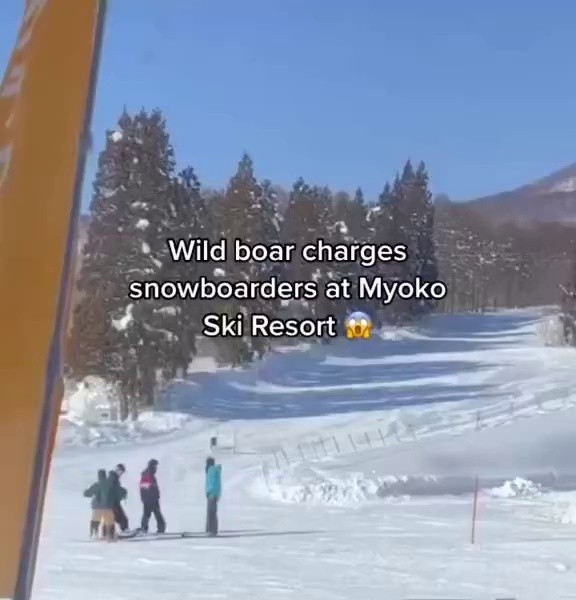 (SOUND)Member of Yoshi who sneaked into the ski resort gif